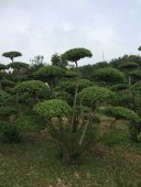 小葉女貞