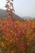 紅楓