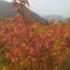 紅楓