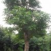重陽(yáng)木