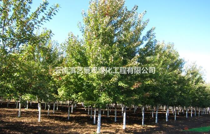 北美紅楓；美國(guó)紅楓（秋火焰）
