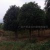 桂花白菜價(jià)圖片\桂花白菜價(jià)報(bào)價(jià)