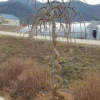 桑樹