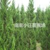 最新的龍柏價(jià)格報(bào)價(jià)資訊