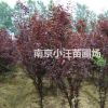 南京紫葉李價格說明 3公分紫葉李價格咨詢