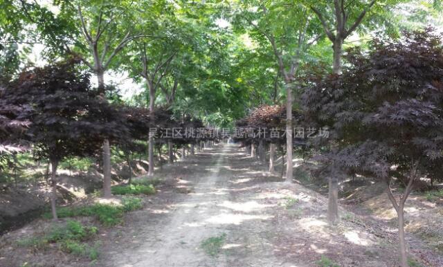 江蘇黃山欒樹信息