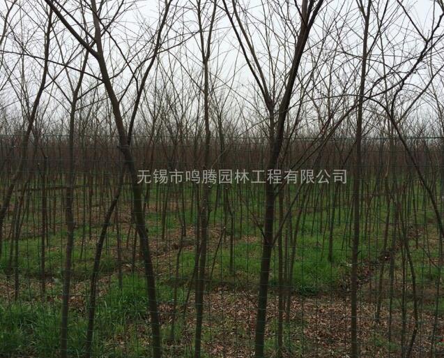 小櫸樹2-5CM