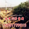 15公分香樟價格 2015香樟樹價格表