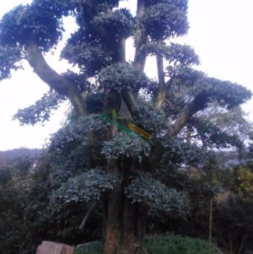 造型欏木石楠