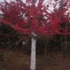 紅葉櫻花