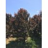 叢生紅葉李