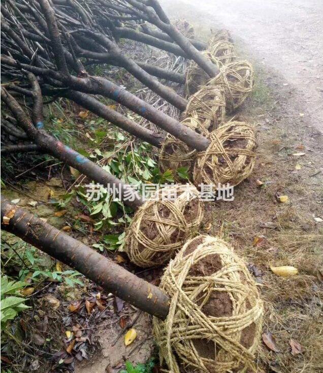 櫻花