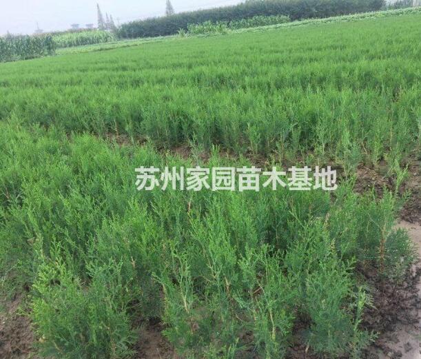 小龍柏