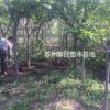早櫻 地徑10公分、11公分