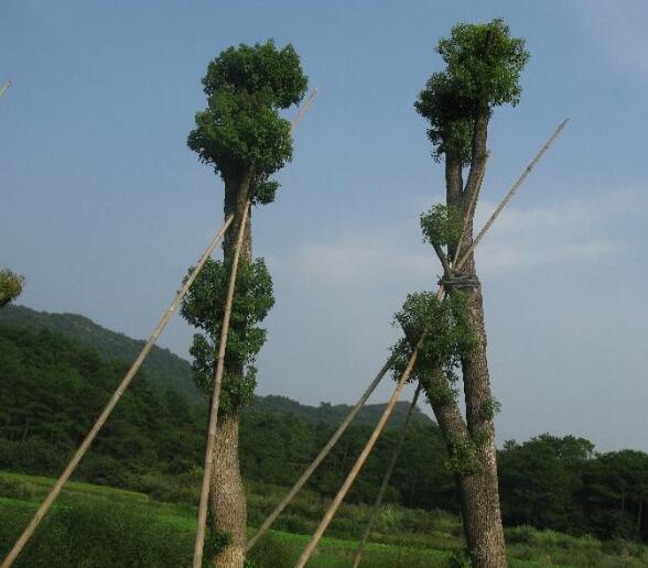 30公分香樟