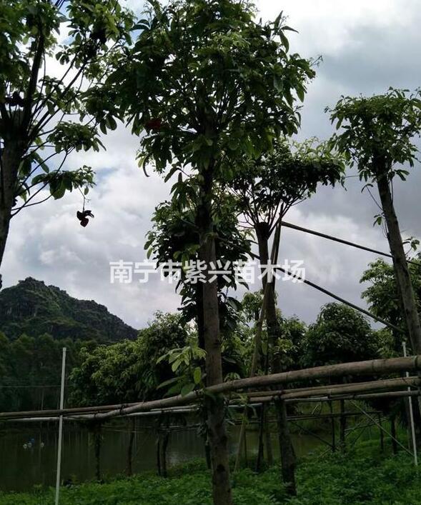 十至十五公分假蘋(píng)婆