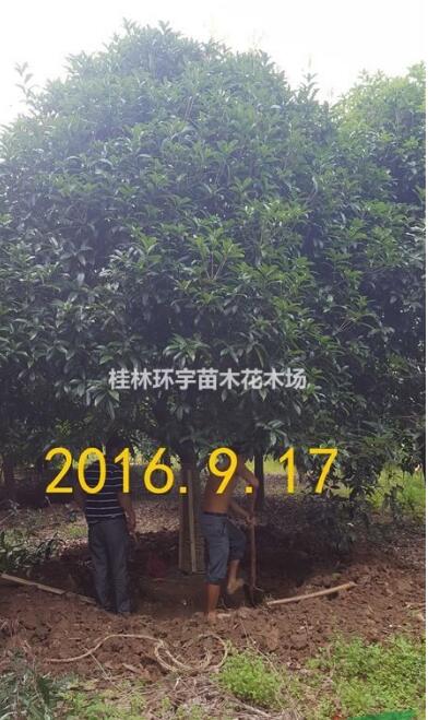 批發(fā)２５公分桂花樹