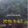 批發２５公分桂花樹