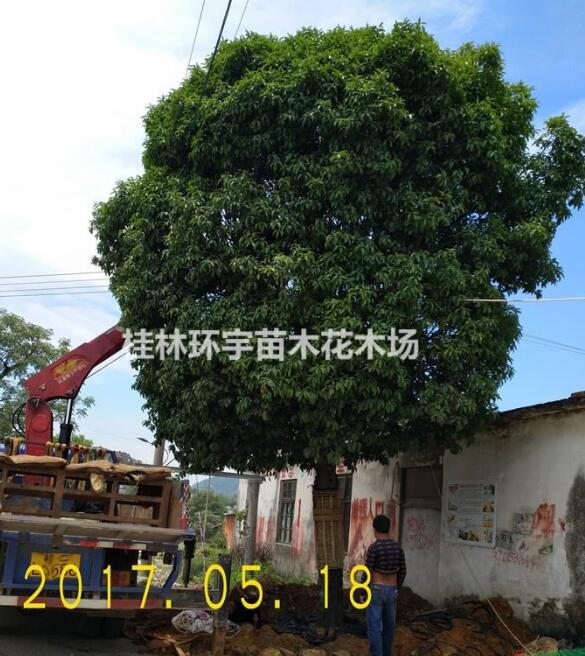 批發(fā)１８－２０公分桂花樹