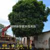 批發１８－２０公分桂花樹