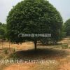 哪里桂花樹(shù)最便宜10-40公分多少錢(qián)