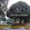 廣西有桂花樹批發嗎