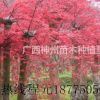 廣西桂林甲天下低價供應紅楓8-25公分現場起苗