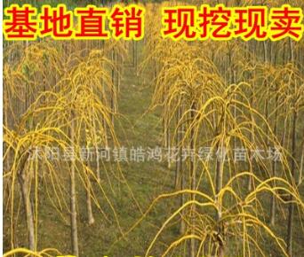 基地直銷黃槐 黃金槐 金枝槐 量大從優 金枝槐價格 黃金槐基地