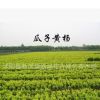 大葉黃楊綠化 黃楊大法國冬青 綠籬植物瓜子黃楊球