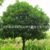 批發(fā)桂花樹(shù)苗庭院觀花植物盆栽桂花苗芳香花卉四季桂花 品種齊全