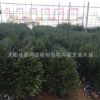 紅豆杉樹苗批發(fā)綠化工程苗木紅豆杉小苗 造型綠化景觀苗