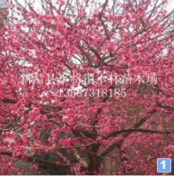 供應各種規(guī)格花梅、紅梅