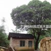 提供優(yōu)質(zhì)廣西桂花樹(shù) 八月桂桂花樹(shù) 四季桂花樹(shù) 成活高樹(shù)形優(yōu)美