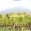 供應各種規格青楓