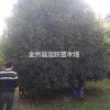 場(chǎng)地直銷(xiāo)胸徑15-30公分桂花 廣西桂花樹(shù) 湖南苗木叢生桂花