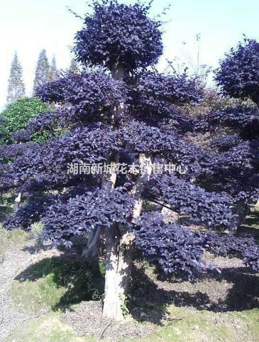 供應風景樹，造型景觀樹，造型樹樁