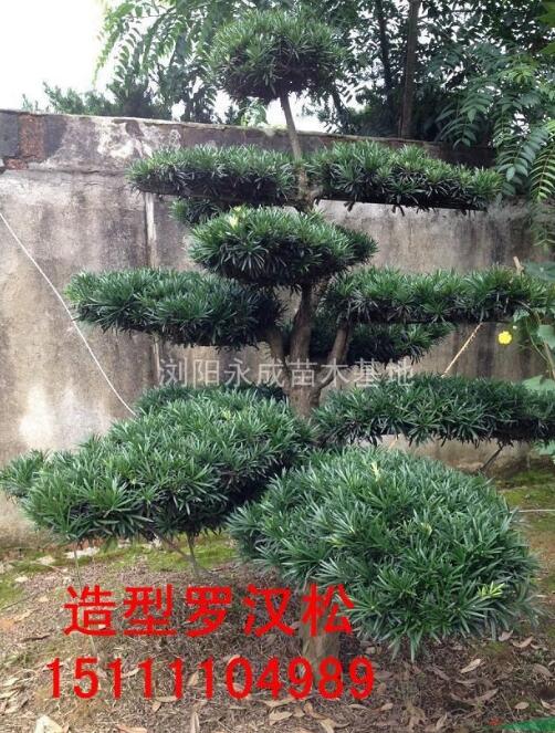 羅漢松，羅漢松價格，羅漢松供應，羅漢松圖片，湖南造型羅漢松