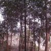湖南地區8到12公分紅果冬青供應