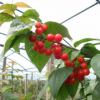 浙江 揚(yáng)名果苗之短柄，黑珍珠，紫紅果樹苗木批發(fā)