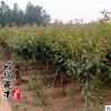 120cm櫻花小苗 行道觀花觀賞櫻花苗 庭院綠化早櫻花苗木批發