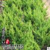 大量供應 龍柏 嫁接龍柏苗 龍柏小苗 龍柏樹苗 園林綠化 價格優惠