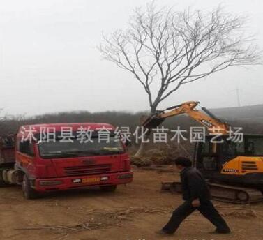 櫸樹產地 綠化櫸樹苗 優質喬木 苗圃看貨打號起樹 送貨上門