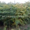 工程綠化苗木 欒樹苗 欒樹樹苗 規(guī)格全 北欒 黃山欒樹等