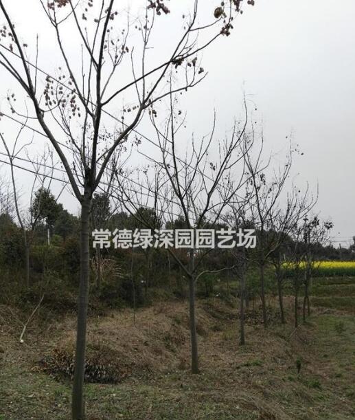 移栽欒樹