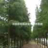 大量提供湖南優質落羽杉