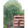 四川桂花 四川高桿桂花