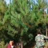 甘肅油松千畝批發基地油松