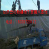 甘肅新疆楊苗