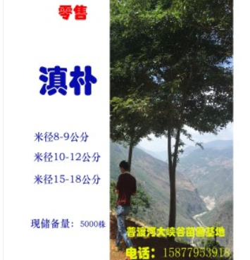 滇樸