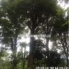 湖南地區(qū)大量供應各種規(guī)格生熟香樟